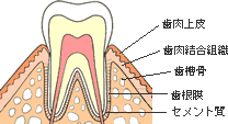 歯を支える色々な組織