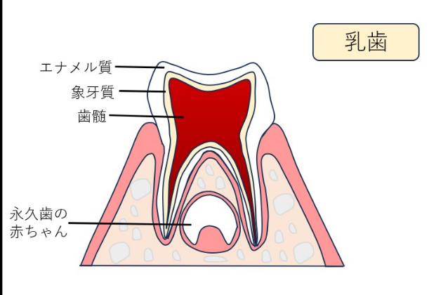 乳歯
