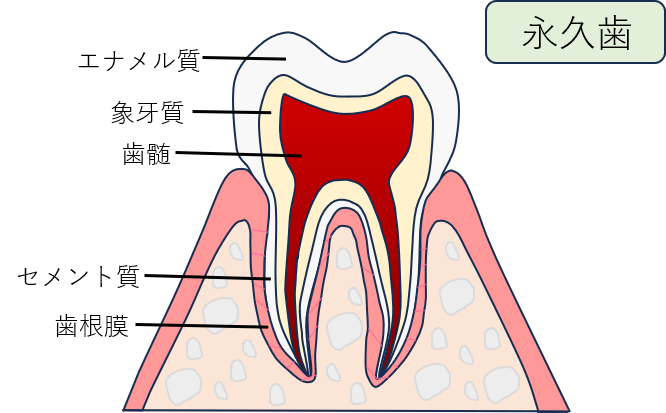 永久歯